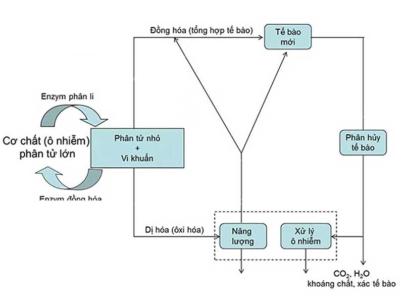 Nguyên Lý Hoạt Động Của Phương Pháp Xử Lý Nước Thải Sinh Học