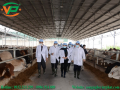 Hệ thống xử lý nước thải chăn nuôi bò công suất 30m3/24h