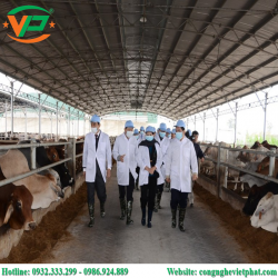 Hệ thống xử lý nước thải chăn nuôi bò công suất 300m3/24h